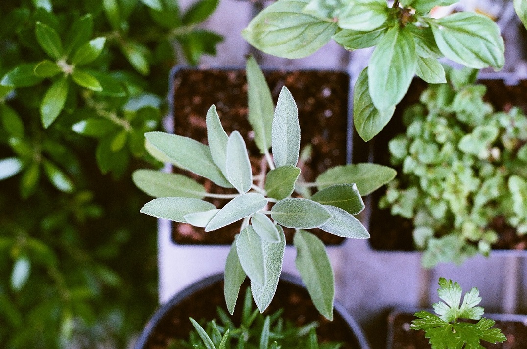 Salbei in der Phytotherapie und K&uuml;che &ndash; ein Multitalent