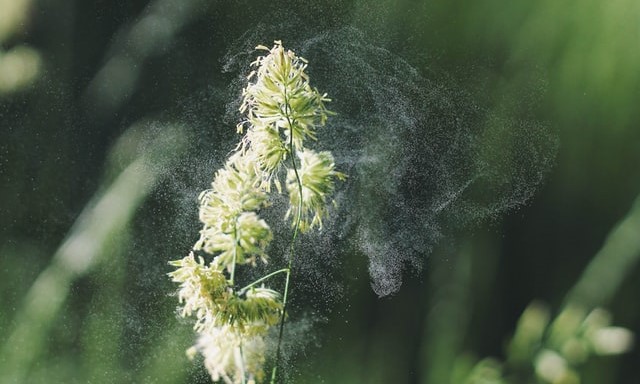 AMIRAWelt Magazin Die 5 besten Tipps gegen Pollen