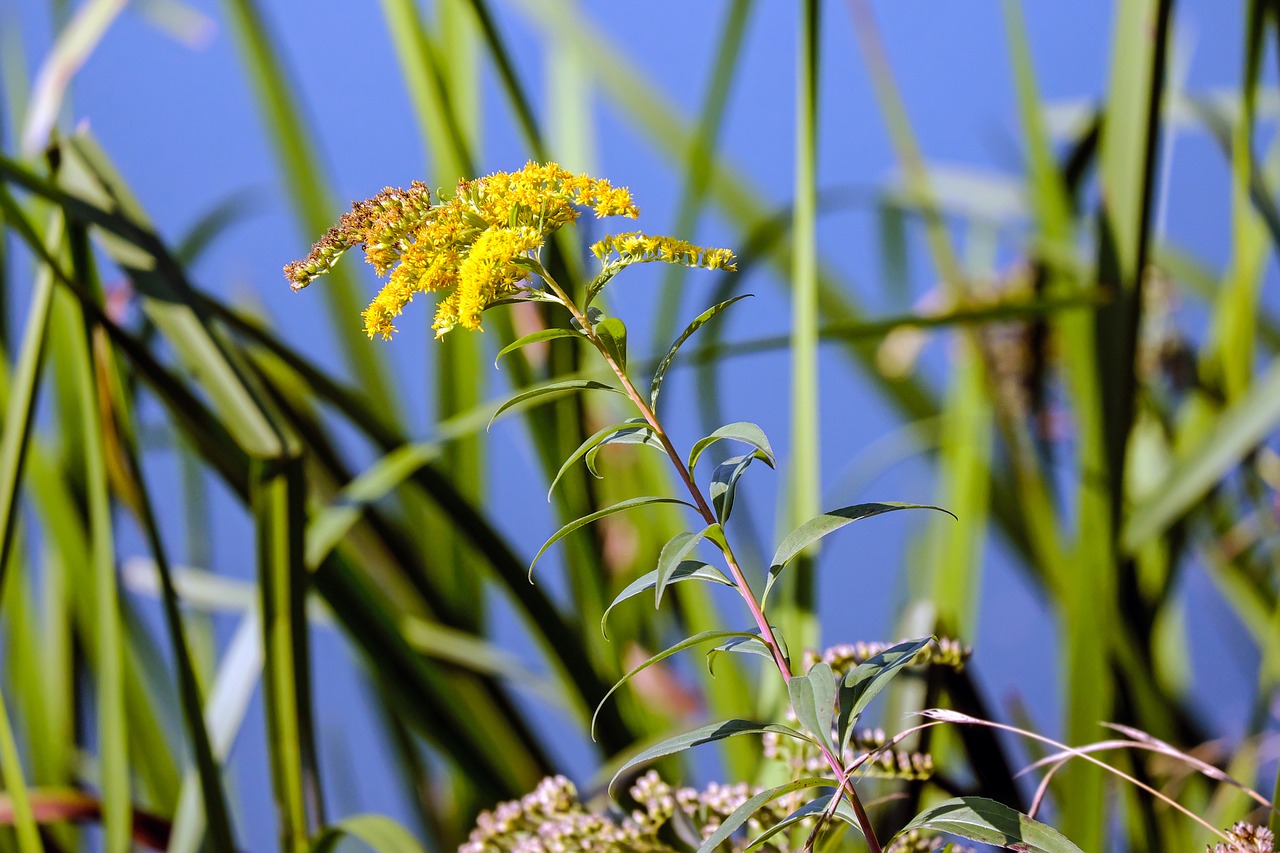 Arzneipflanzenkunde: Die Goldrute (Solidago)