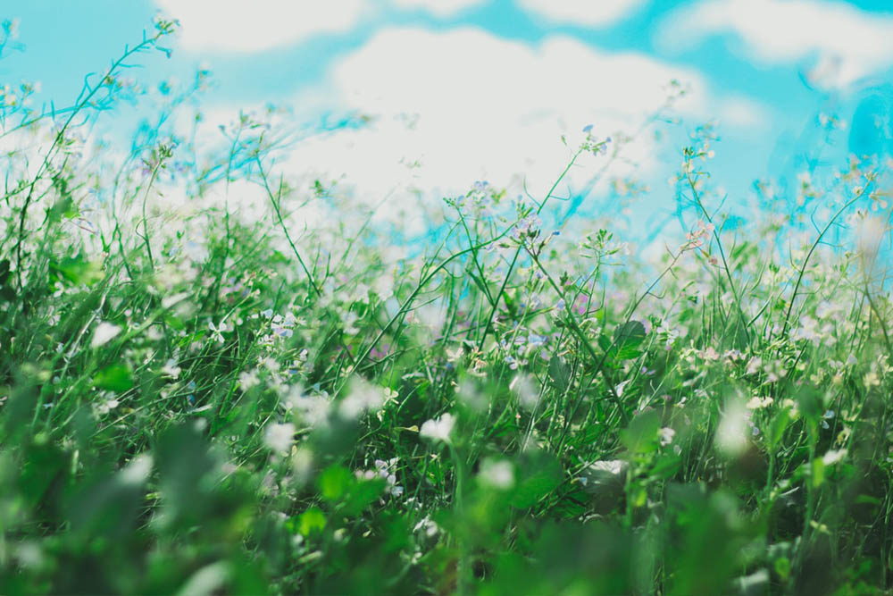Allergien &ndash; von Heuschnupfen bis Weizen
