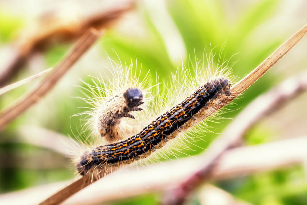 Raupendermatitis: Eichenprozessionsspinner und seine reizende Wirkung