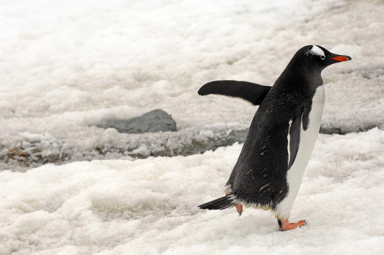 Schluss mit Schlittern