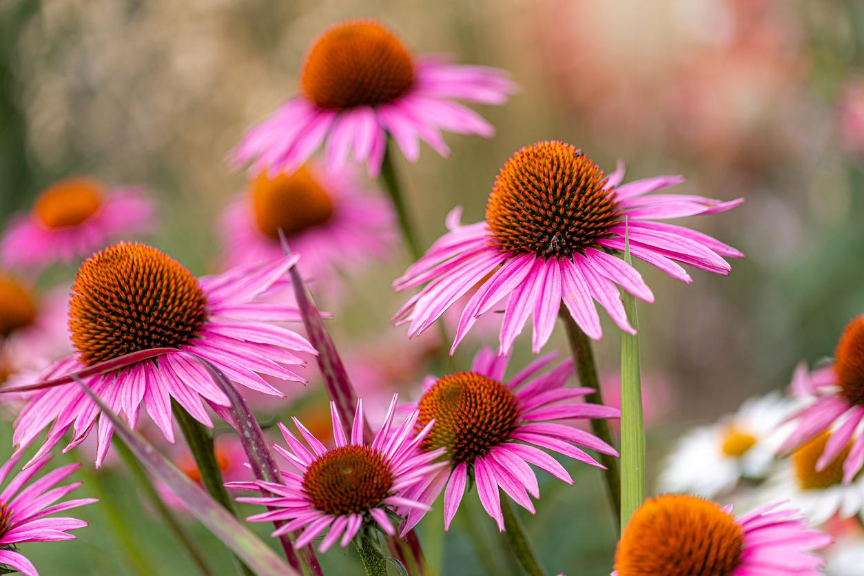 Immunmodulation: Sonnenhut mit Schattenseiten?