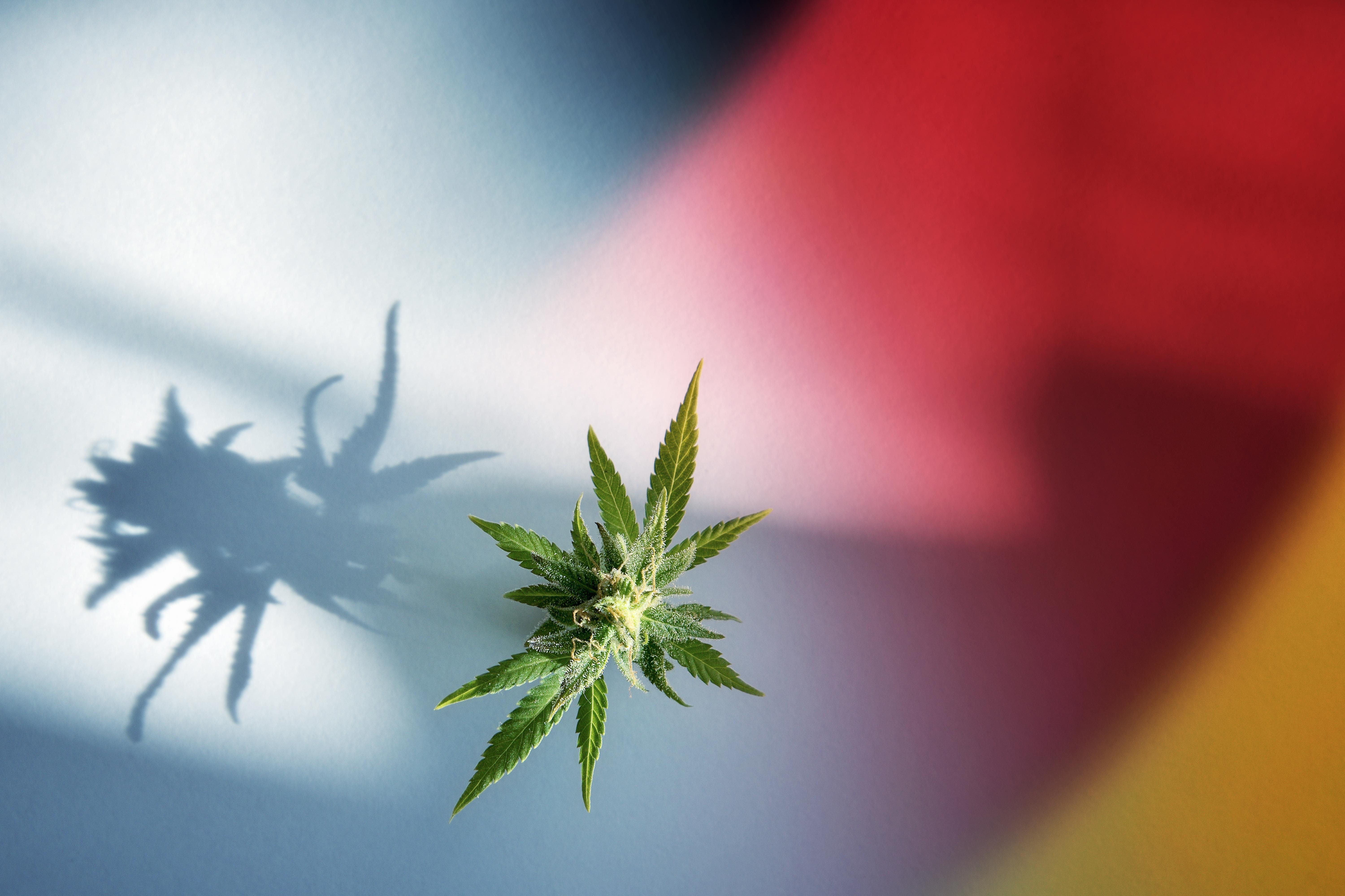 Wochenr&uuml;ckblick: MedCanG, ChatGPT, erstes Liraglutid-Generikum