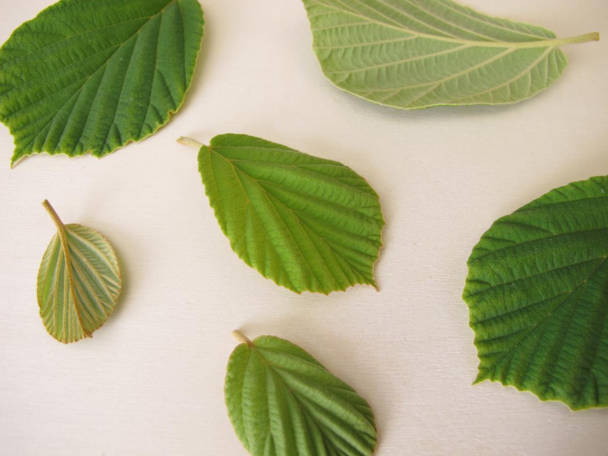 Gerbstoffe &ndash; das zieht!