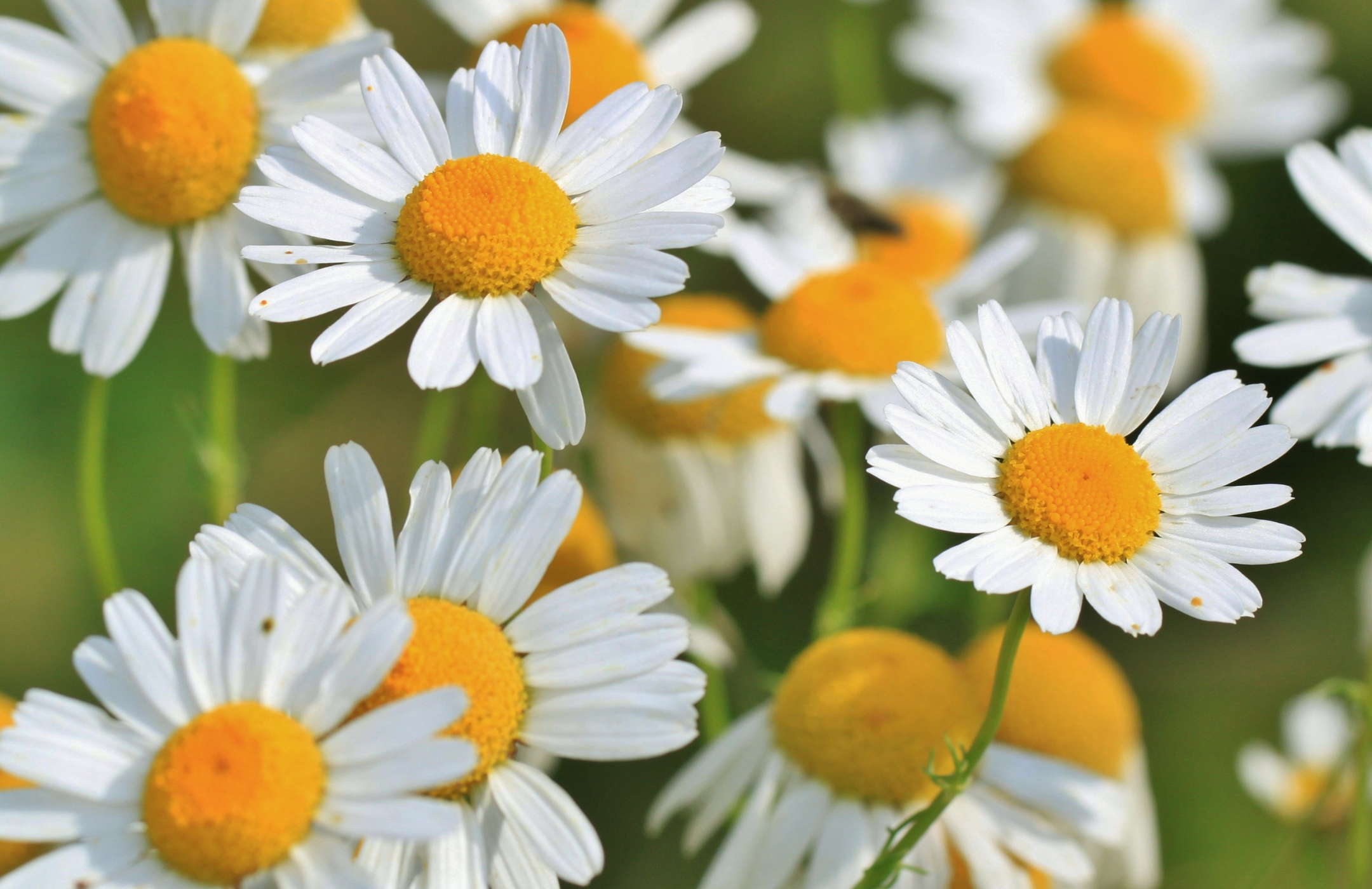 Mehr als Tee: Kamille im Portr&auml;t