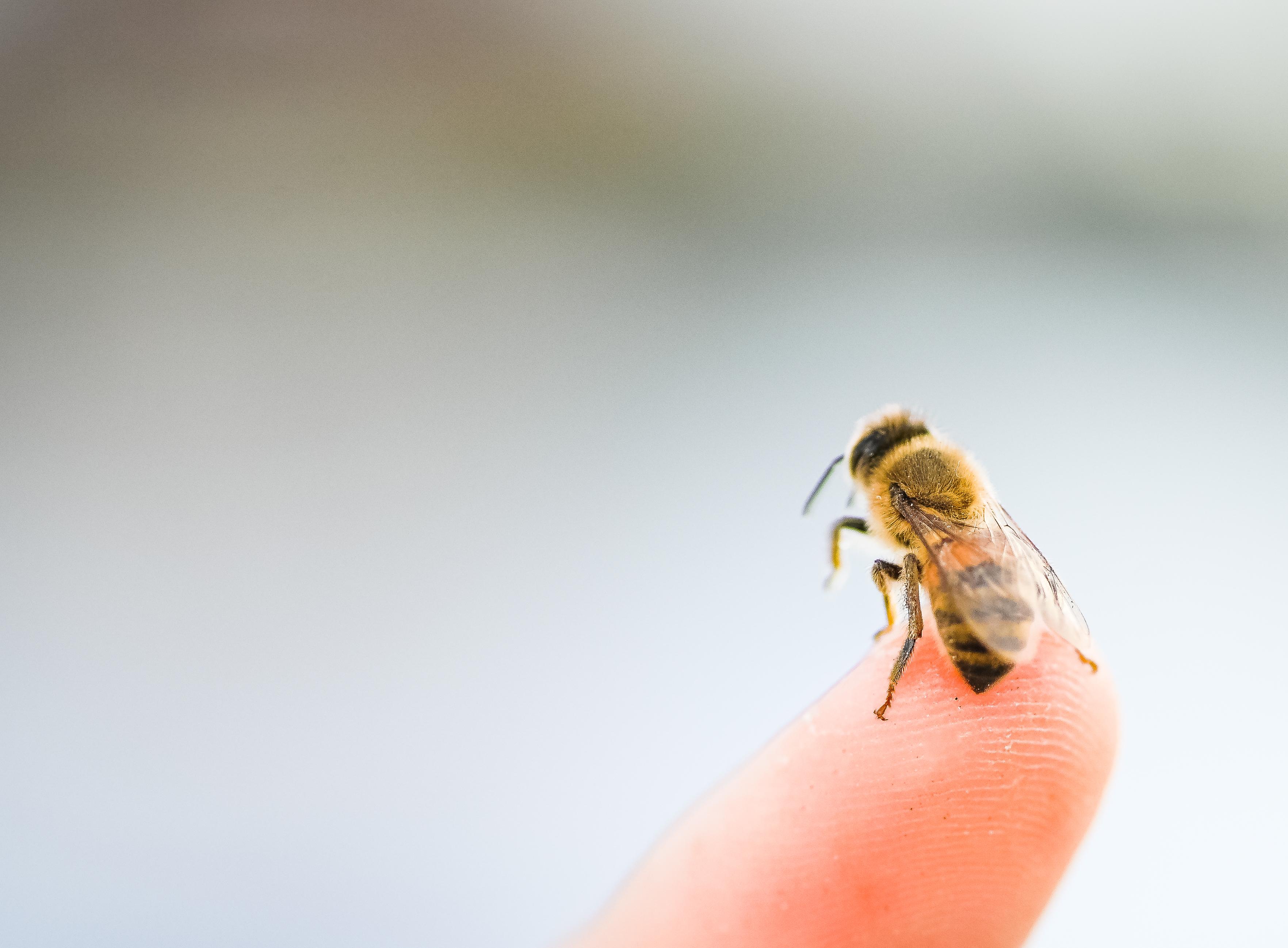 Beratungstipps: Rx-Medikamente bei Allergien