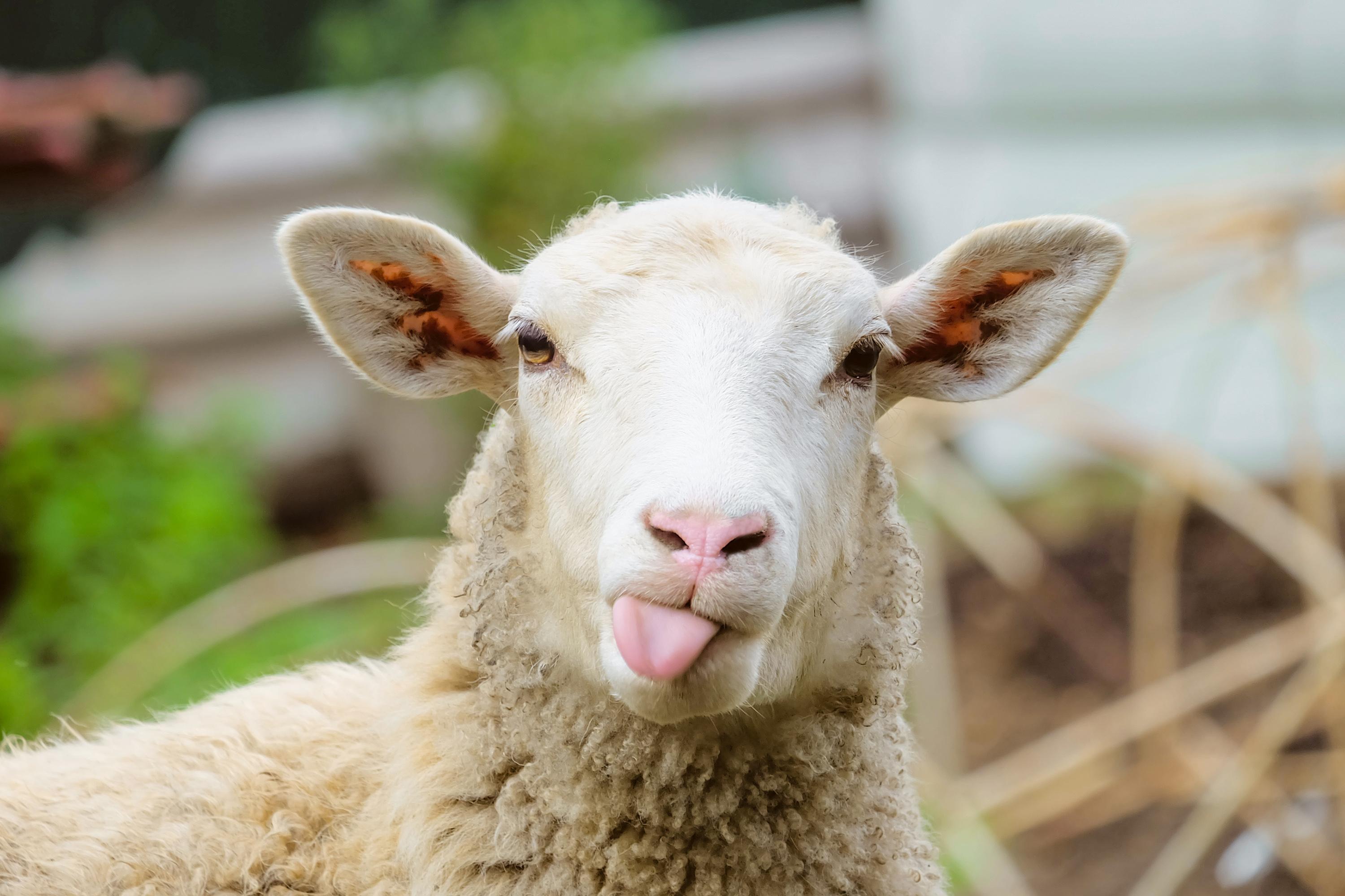 Tierisch gute Frage: Ist das Medikament vegan?